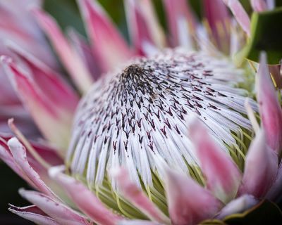 Proteas