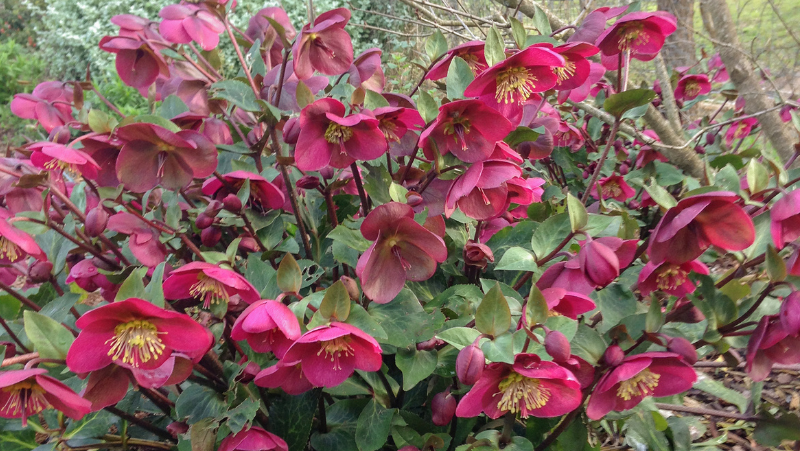 Hellebores