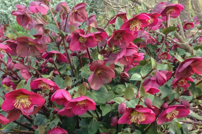 Hellebores