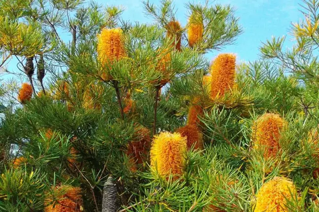 Close up of the brilliant yellow flower spikes of Banksia spinulosa