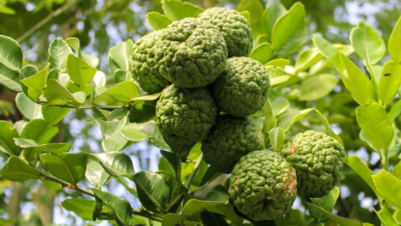 bunches of fully formed kaffir limes growing on a tree