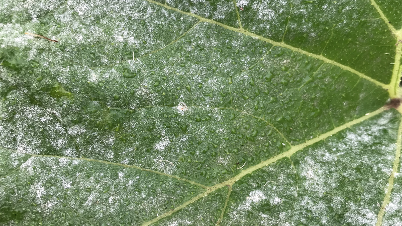 Powdery Mildew On Cucurbit Image