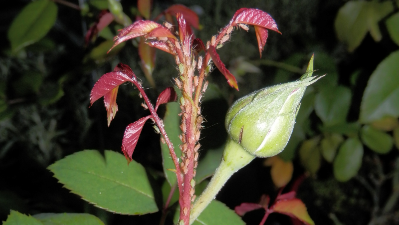Image above: Aphids attacking new growth of rose (image courtesy of Elise Dando)