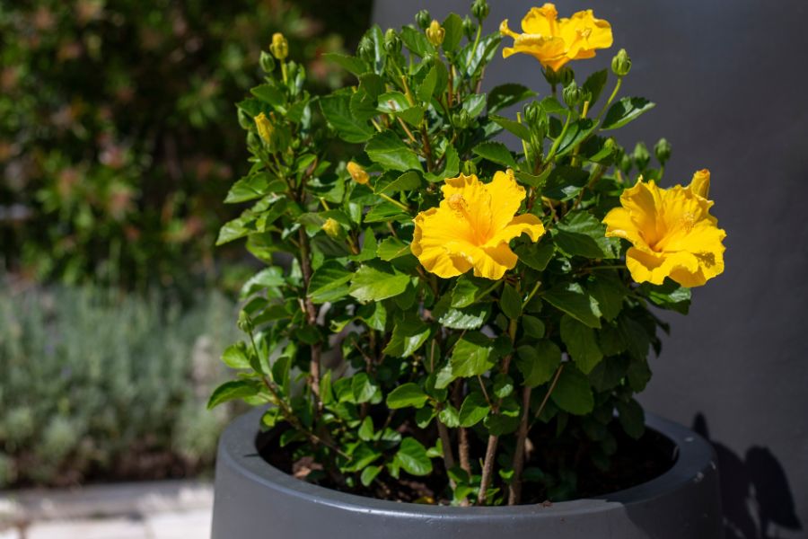 A compact Hibiscus variety growing in a grey pot in the garden