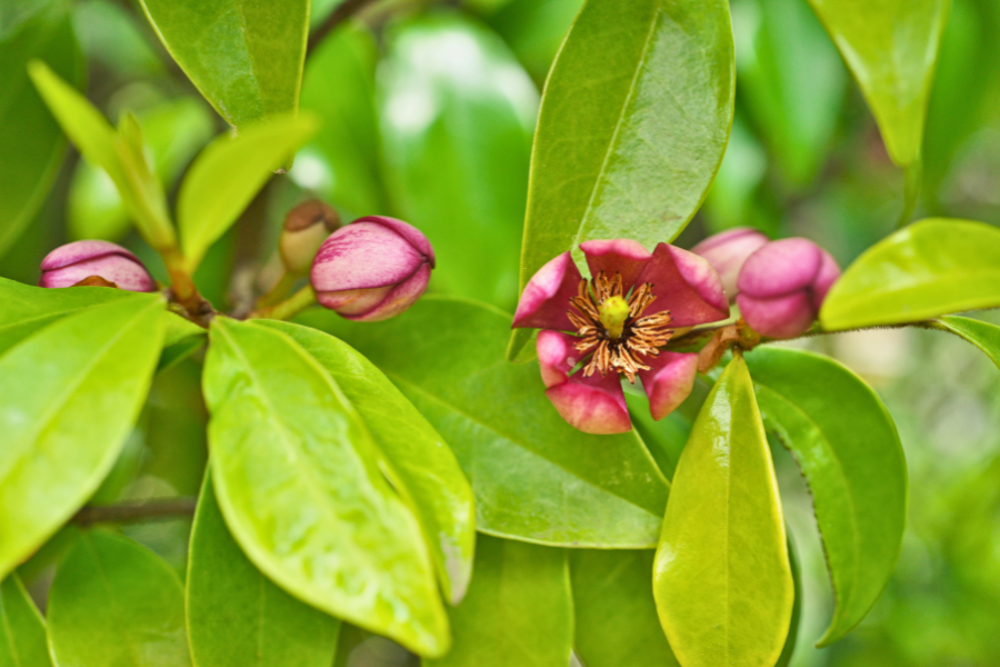 Port Wine Magnolia michelia figo