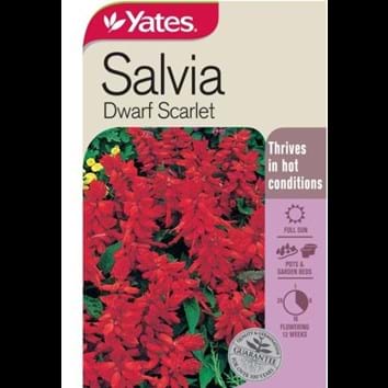 salvia-dwarf-scarlet