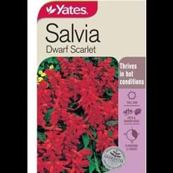 Salvia Dwarf Scarlet