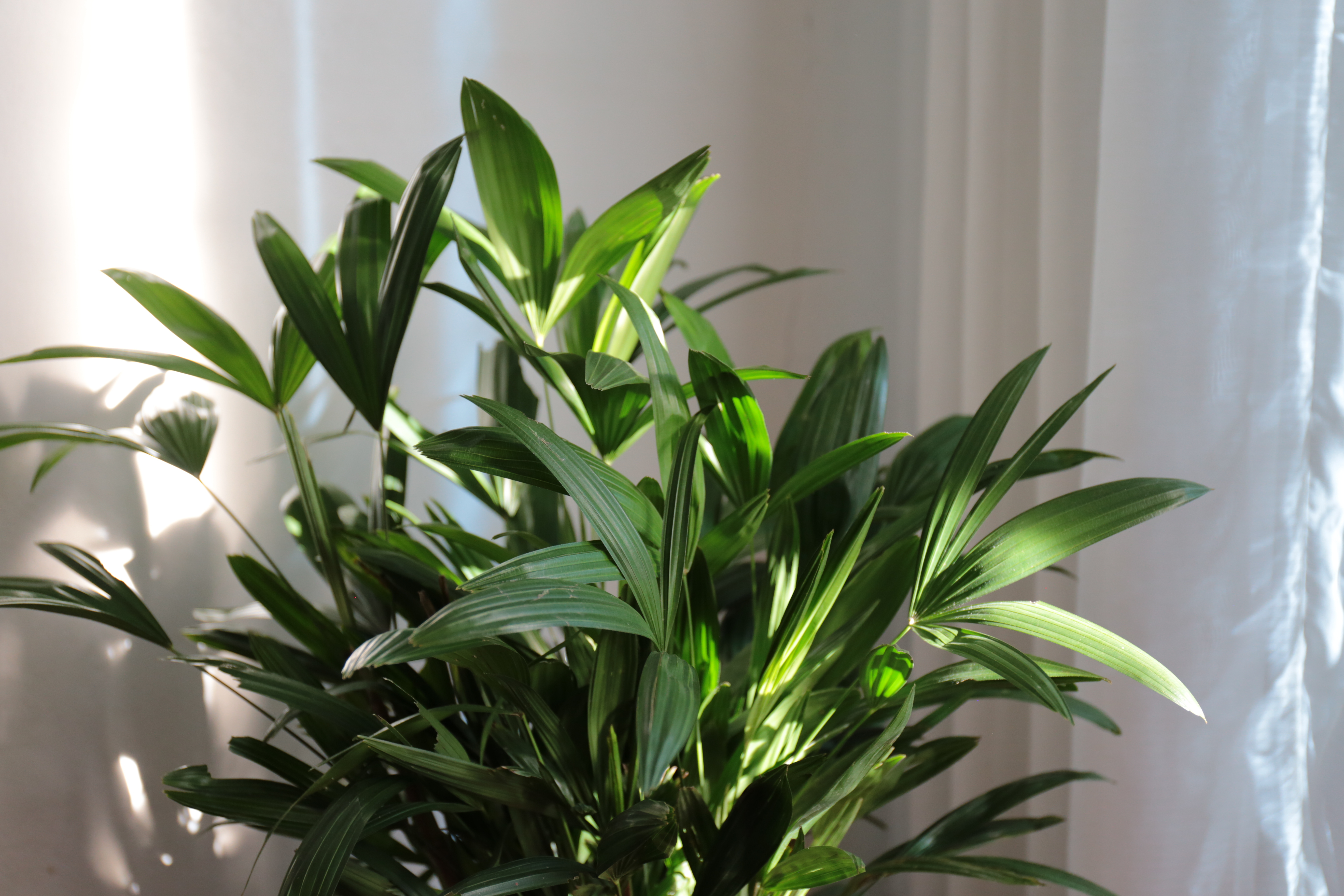 Shutterstock 1800255874 Rhapis Palm Lady Palm Indoor