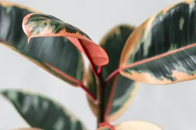 Rubber Plant