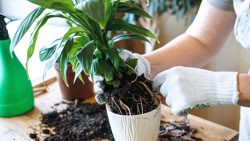 person repotting a peace lily out of a white ceramic pot. Reptting on a timber table. lady wearing gloves