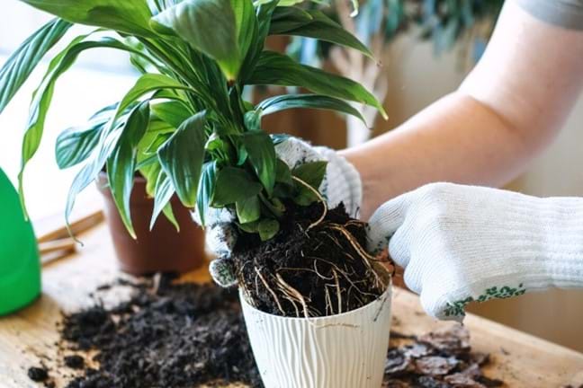 person repotting a peace lily out of a white ceramic pot. Reptting on a timber table. lady wearing gloves