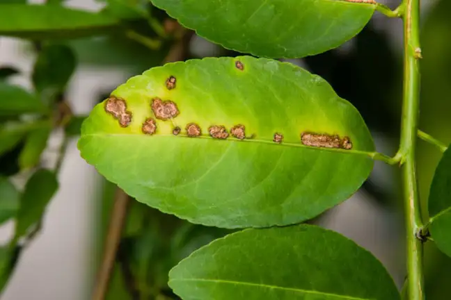 Citrus Canker 800X451px LS