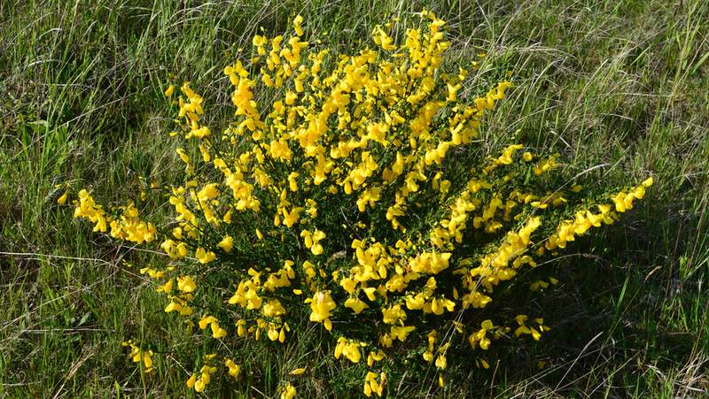 english broom cytisus scoparius
