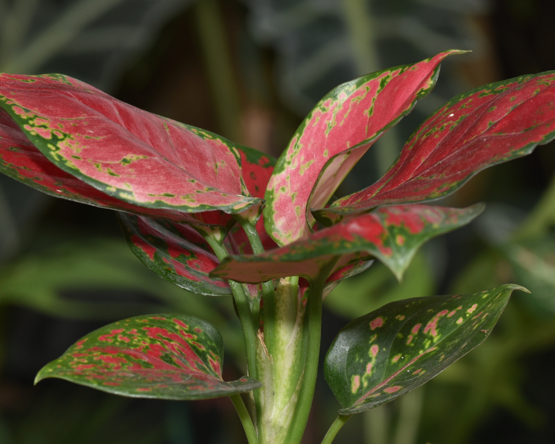 Aglaonema