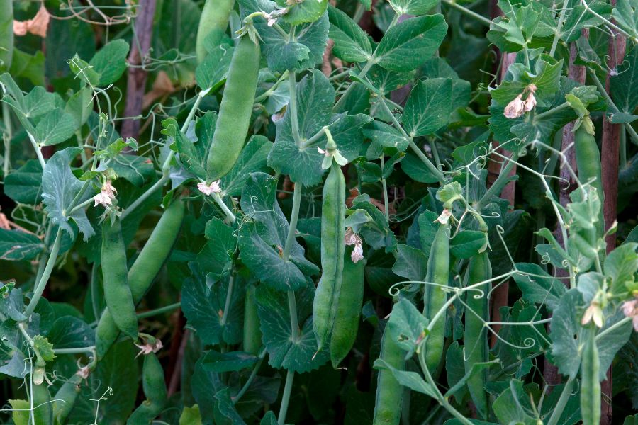 Peas growing in the garden
