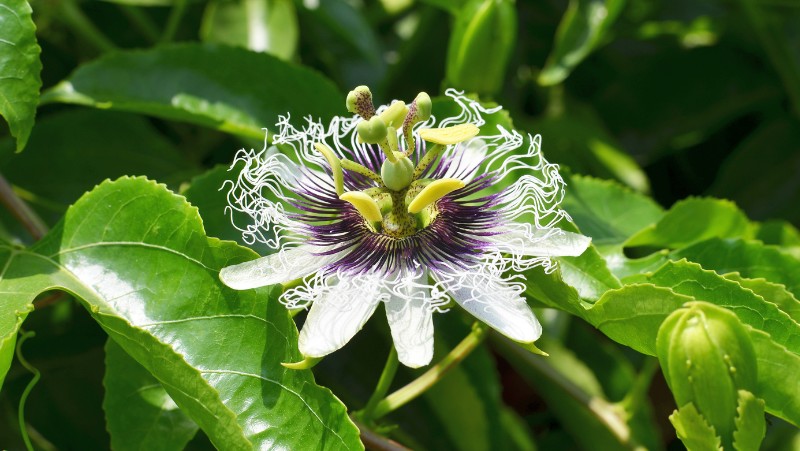 Passionfruit flower (possible Passiflora edulis) fully open with green to yellow stigma, style and anthers, white petals, purple corona filament with white twisted tips