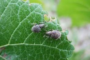 Garden Weevil Control in Your Garden