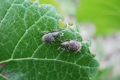 Garden Weevils