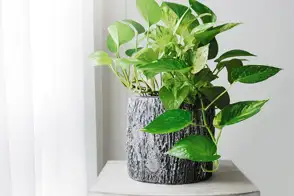 Devil's ivy (Epipremnum aureum)