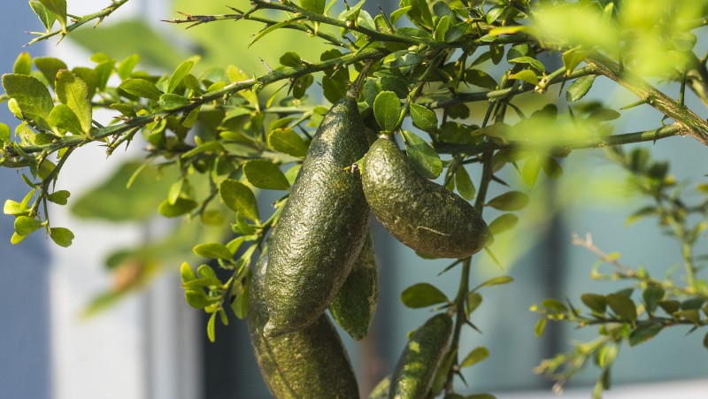 bunch of ripening finger limes growing on a potted plant