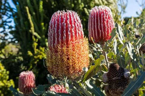 Close up of the magnificent flower spikes of Banksia menziesii
