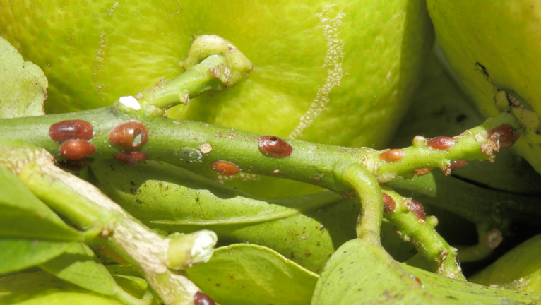 How to Get Rid of Scale Insects in Your Garden | Yates Australia