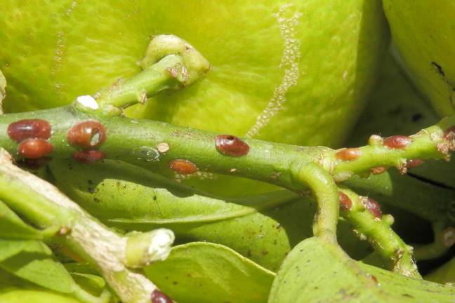 How to Get Rid of Scale Insects in Your Garden | Yates Australia
