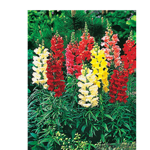 snapdragon-tetra-mixed_1-product_result.png (1)