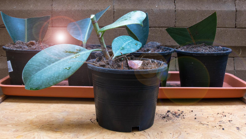 Rubber Plant In Soil