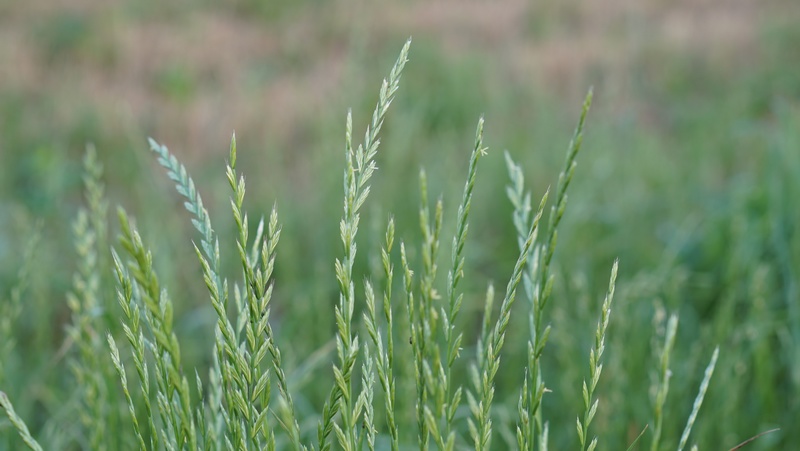 Perennial Ryegrass