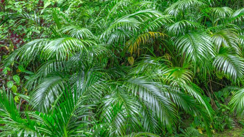 several cascade palms growing in an open garden, with leaves glossy from rain
