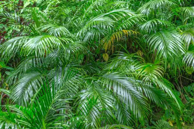 several cascade palms growing in an open garden, with leaves glossy from rain