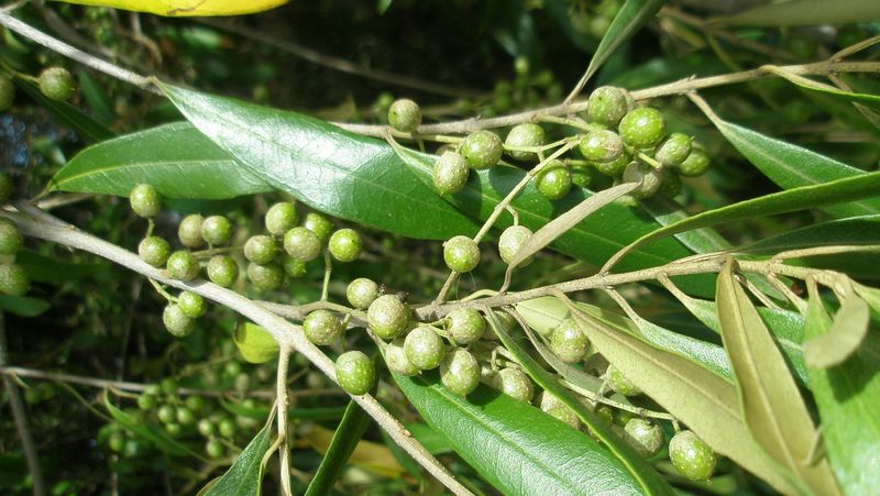 African Olive in fruit