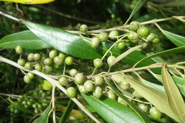 African Olive in fruit