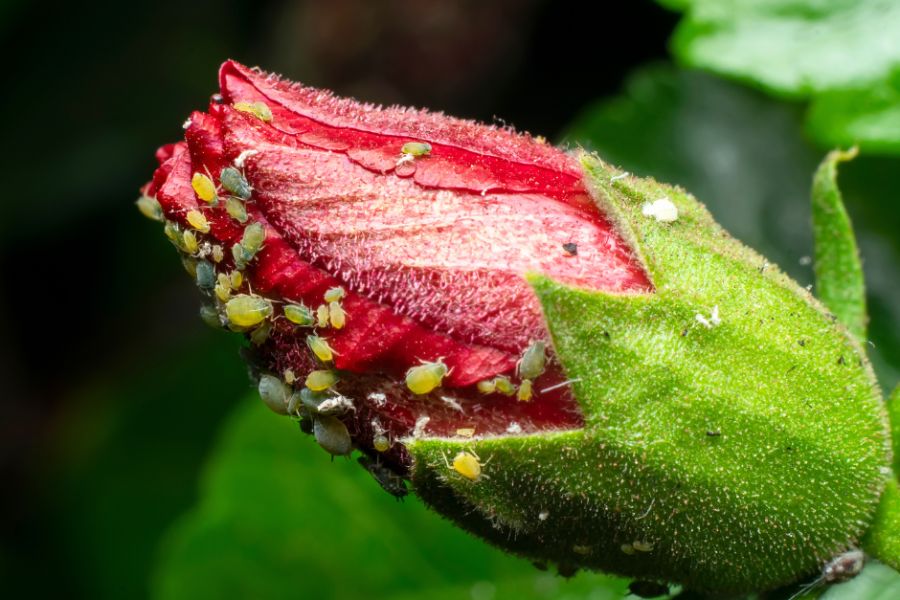 Aphids on Hibiscus flower bud