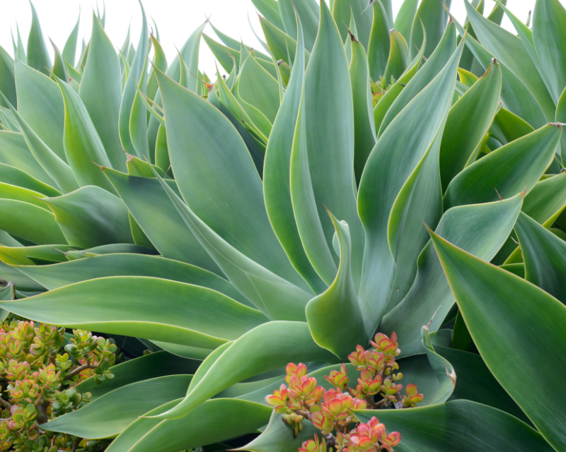 bed of mature agaves with crassula growing in and amongst foliage