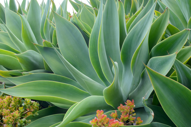 bed of mature agaves with crassula growing in and amongst foliage