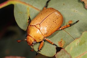 Scarab Beetle Control in Your Lawn & Garden