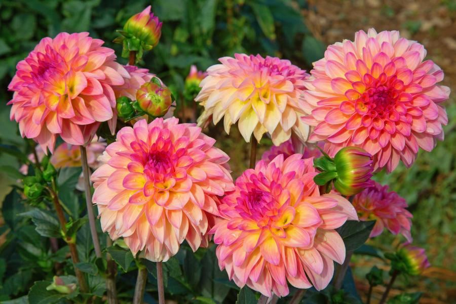 Summer Gardening Calendar