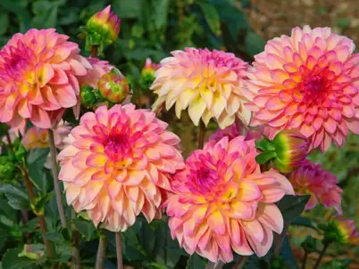Summer Gardening Calendar