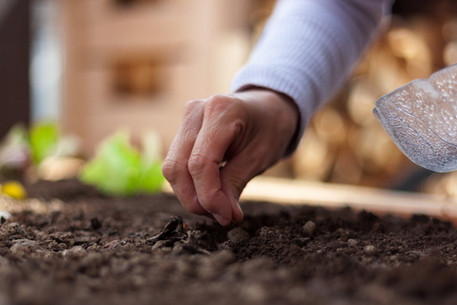 person sowing seeds into a garden bed