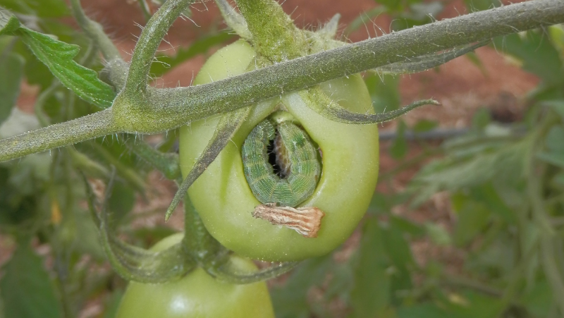 Budworm LS Elise Dando