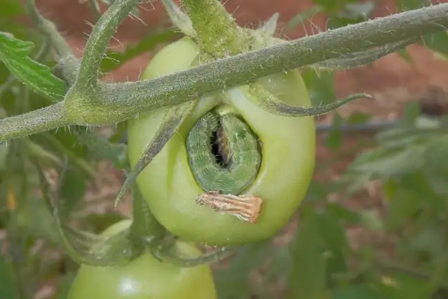 Budworm LS Elise Dando