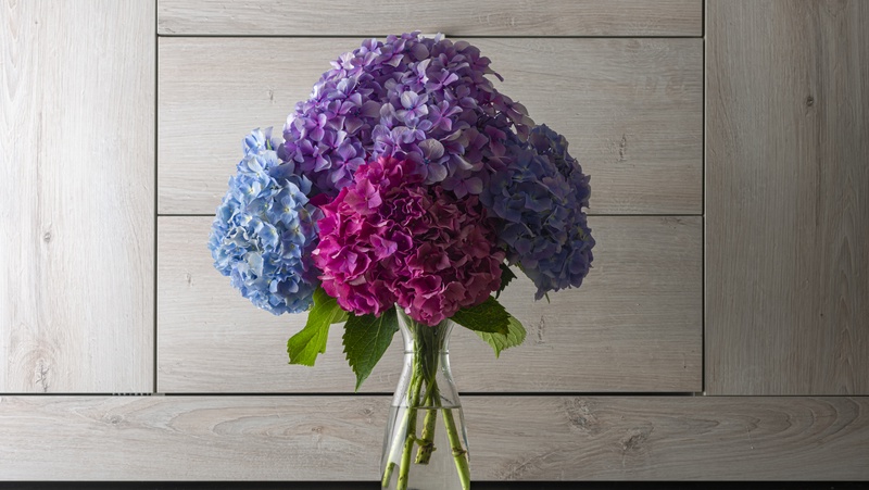 Hydrangeas in a vase full of water