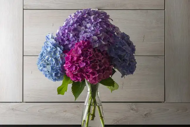 Hydrangeas in a vase full of water