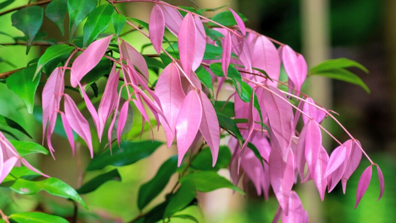 a close up photo of the leaves of a Syzygium leuhmanii x S. wilsonii 'Cascade' with deep pink new growth