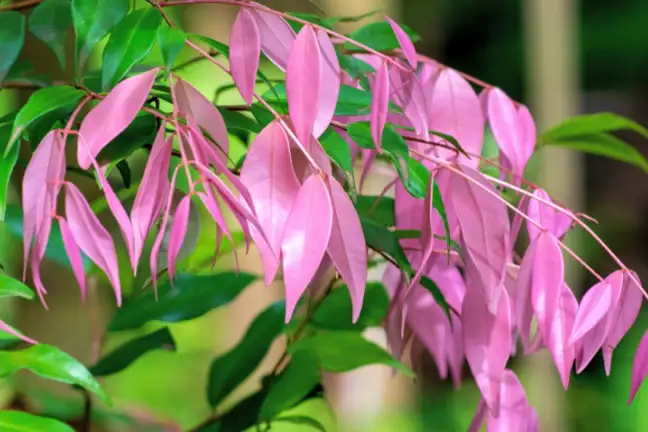 a close up photo of the leaves of a Syzygium leuhmanii x S. wilsonii 'Cascade' with deep pink new growth