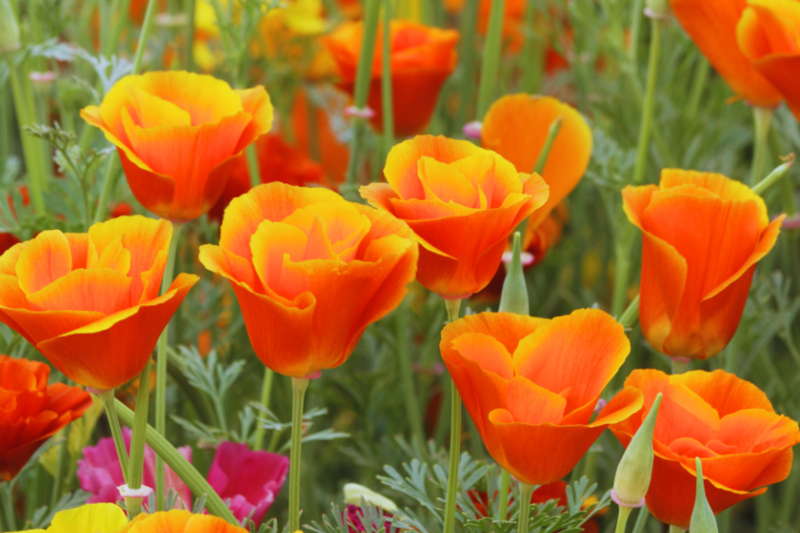 Californian Poppy Resized For Web