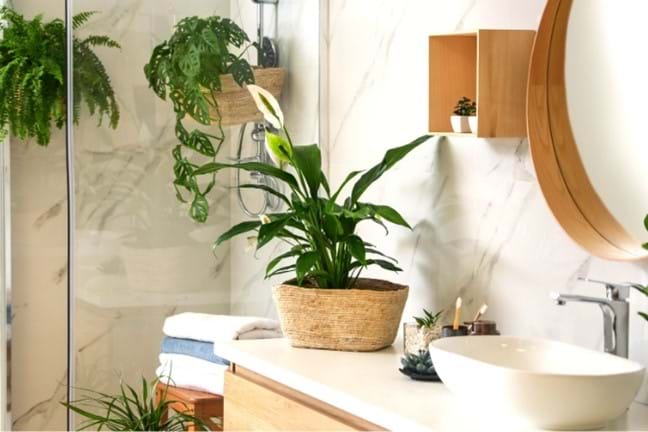 cream marble bathrooms with timber fixtures, peace lily in rattan pot, fern and monstera adonsonii in hangers in glass shower