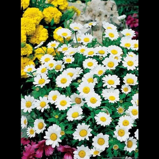 51653_chrysanthemum-snowlands_1_result_efu8kw.jpg